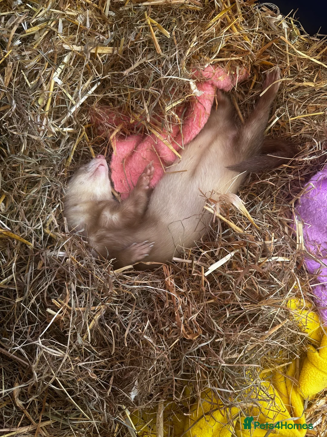 Ferret rodents for sale: Female ferret - Advert 3