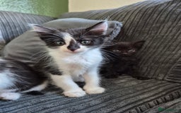 Mixed Breed cats for sale: Female Cat - Image 4