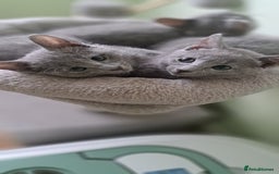 Russian Blue cats for sale: TICA 5* Pedigree Russian Blue Kittens - Image 9