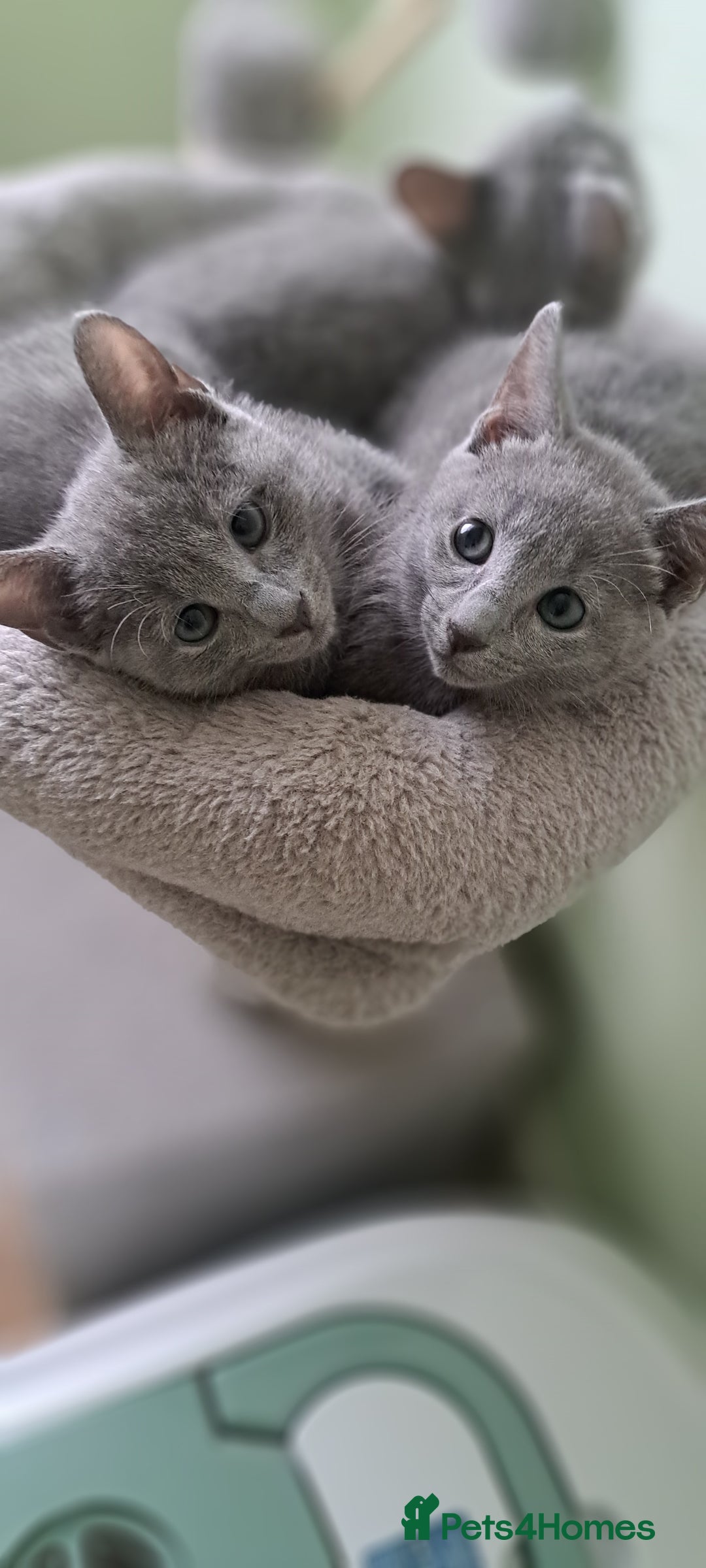 Russian Blue cats for sale: TICA 5* Pedigree Russian Blue Kittens - Image 9