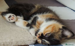 Devon Rex cats for sale: Just 1 girl left - GCCF Devon Rex Variant kittens  in Wolverhampton - Image 21