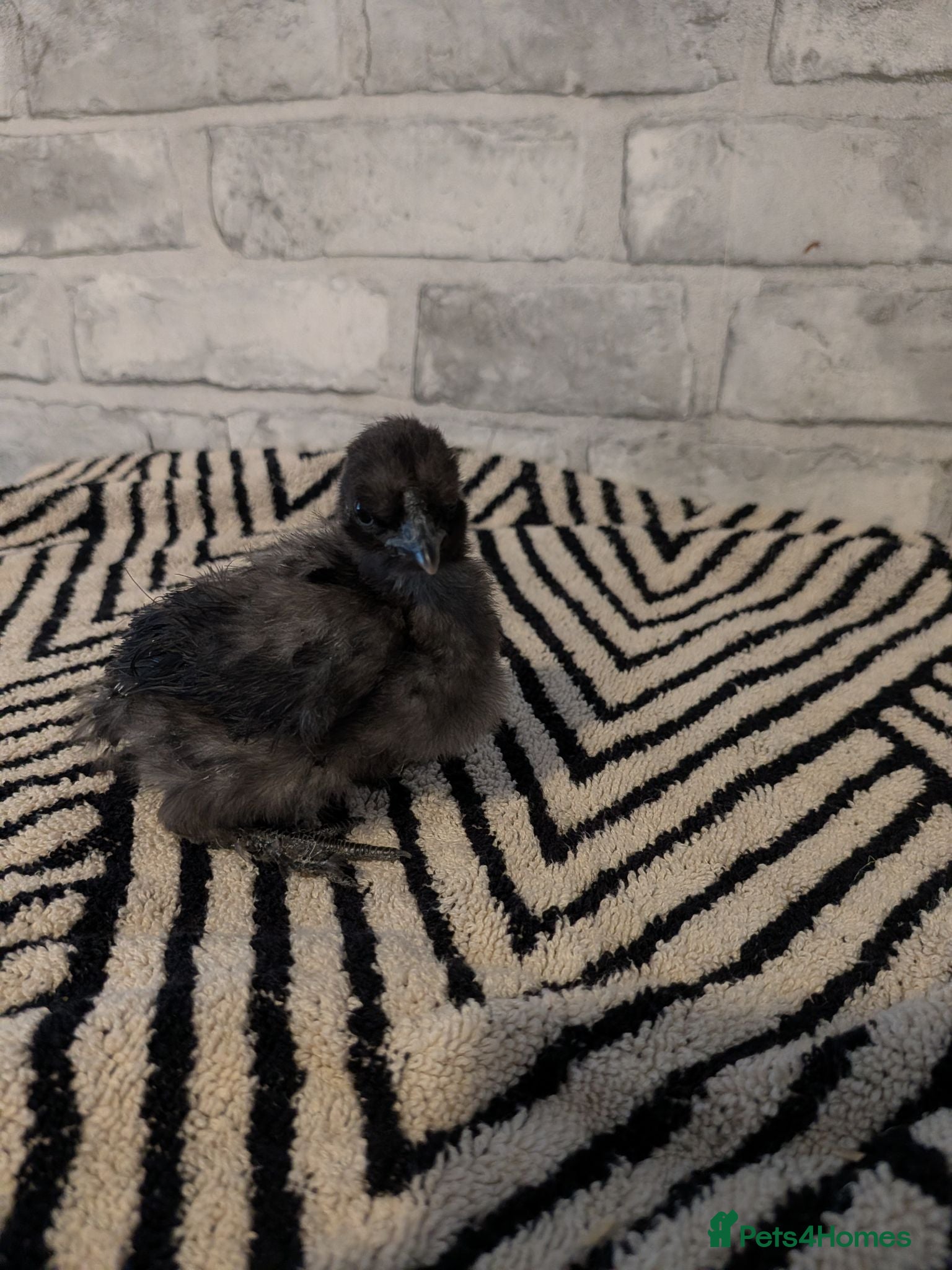 Chickens poultry Silkie CHICKS MIXED COLOURS 3 LEFT  - Advert 2