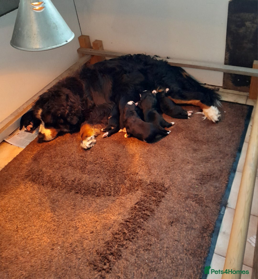 Bernese Mountain Dog dogs for sale: Beautiful Bernese Mountain Dog Puppies - Image 3