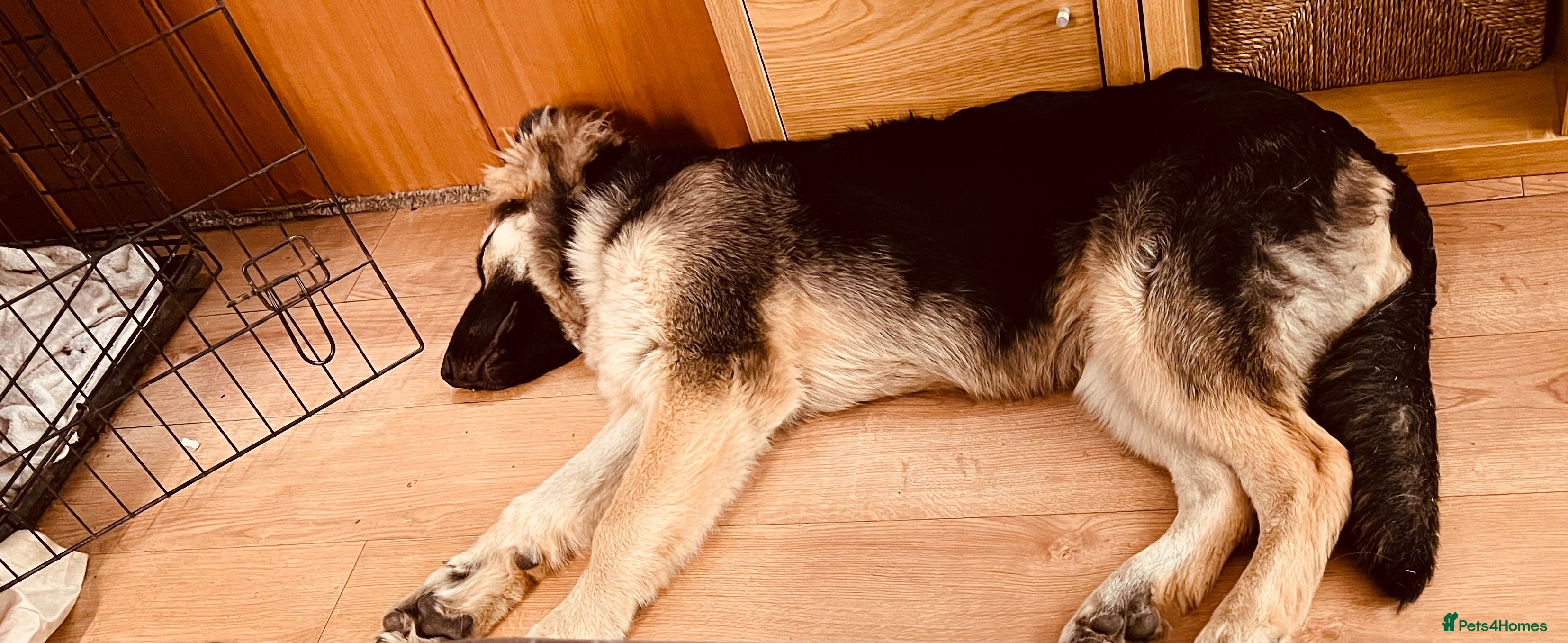 Mixed Breed dogs Large house-trained puppy - Advert 2