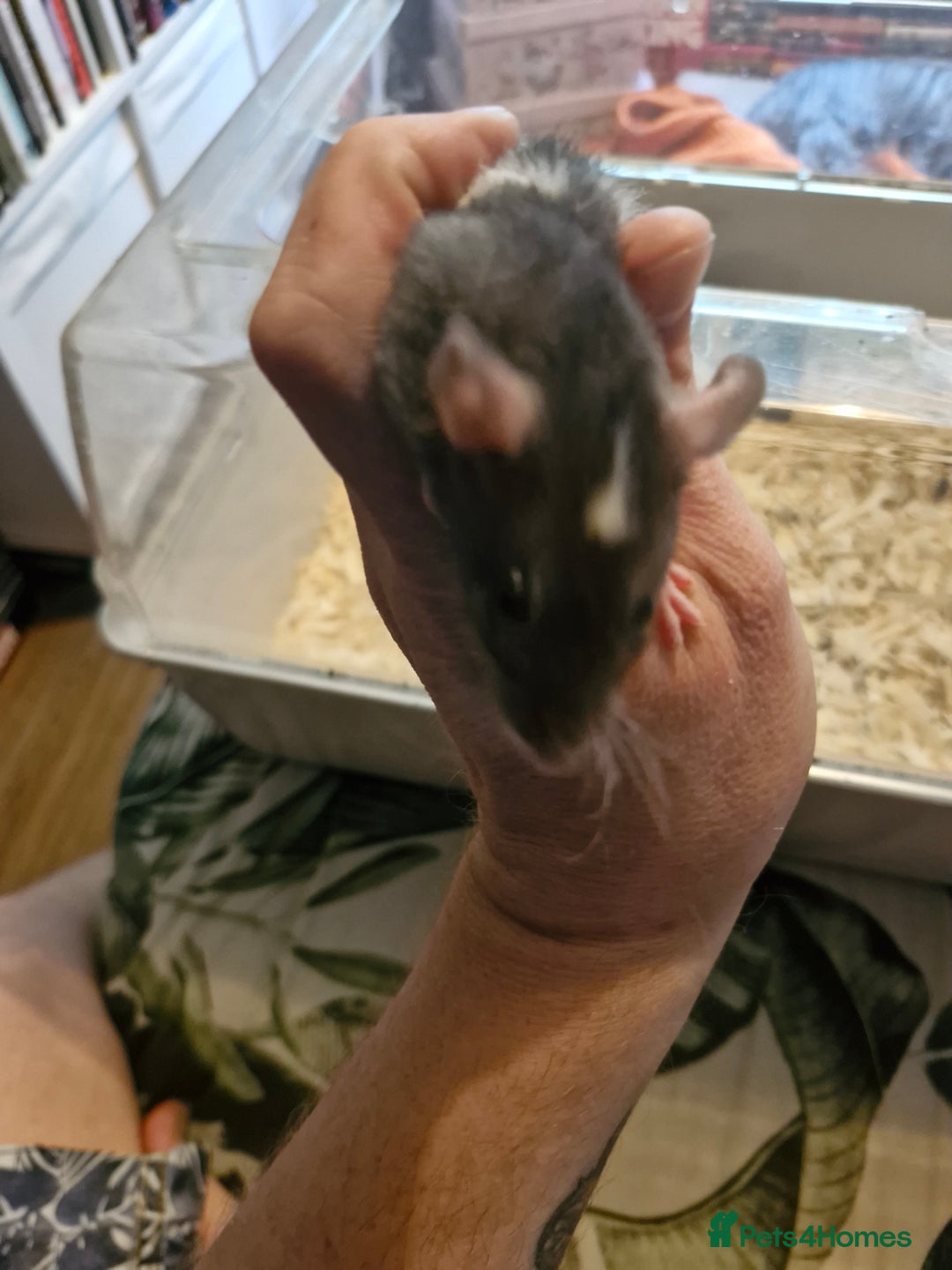 Rat rodents for sale: 4 beautiful Male Rats - Image 9