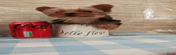 Yorkshire Terrier dogs for sale: The last boy waiting for you - Advert 10