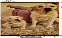 Labrador Retriever dogs for sale: Labrador puppies  🐶  - Image 11