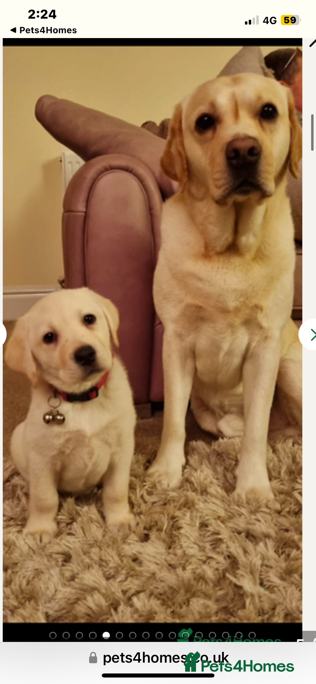 Labrador Retriever dogs for sale: Labrador puppies  🐶  - Image 11