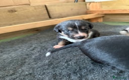 Mixed Breed dogs for sale: Blue Merle collie x Huntaway /collie pups - Image 3