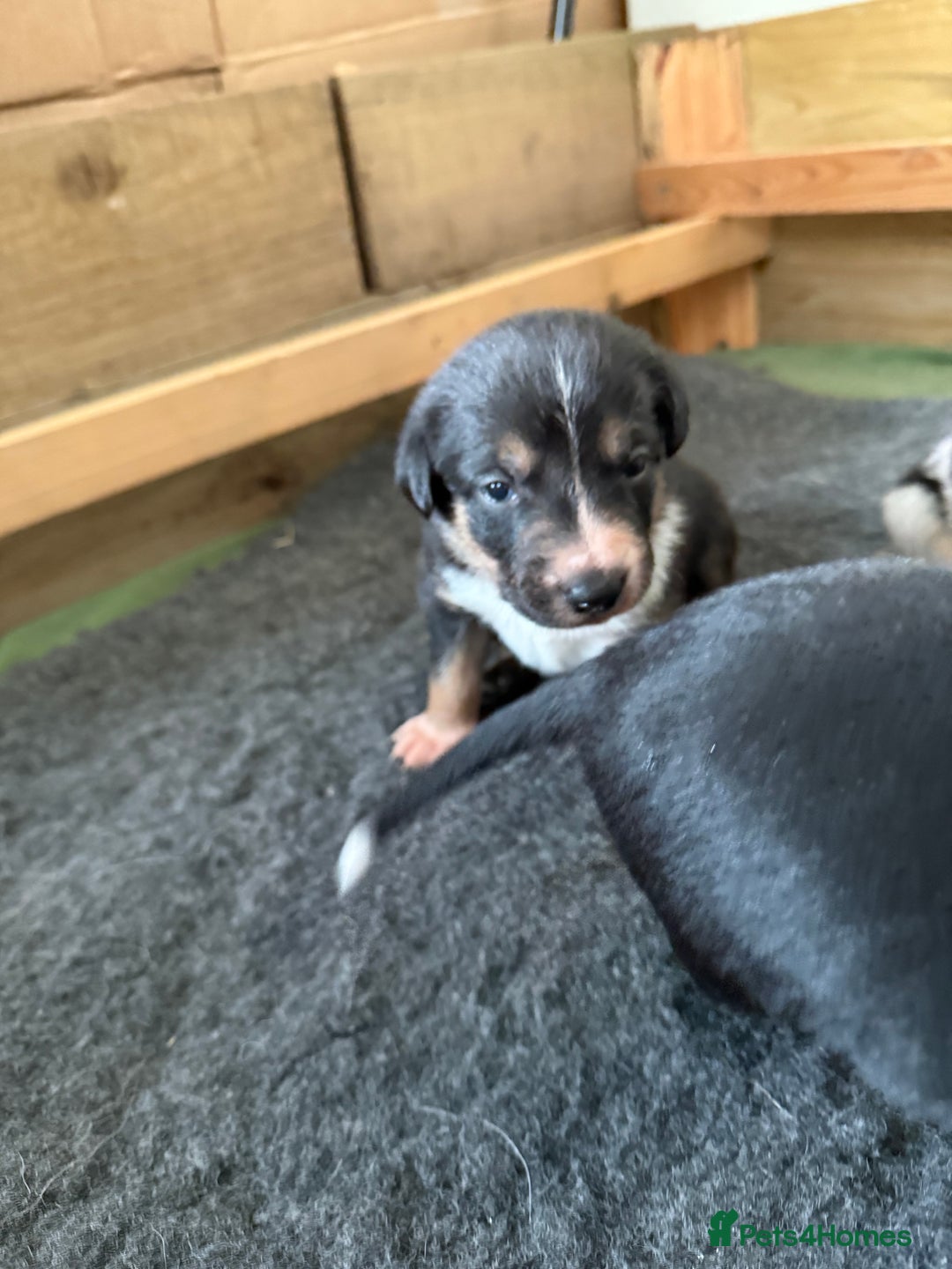Mixed Breed dogs for sale: Blue Merle collie x Huntaway /collie pups - Image 3