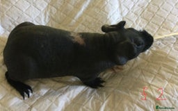 Guinea Pig rodents for sale:  skinny pigs  in Lewes - Image 20