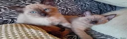Mixed Breed cats for sale: Ragamise kittens - Advert 9