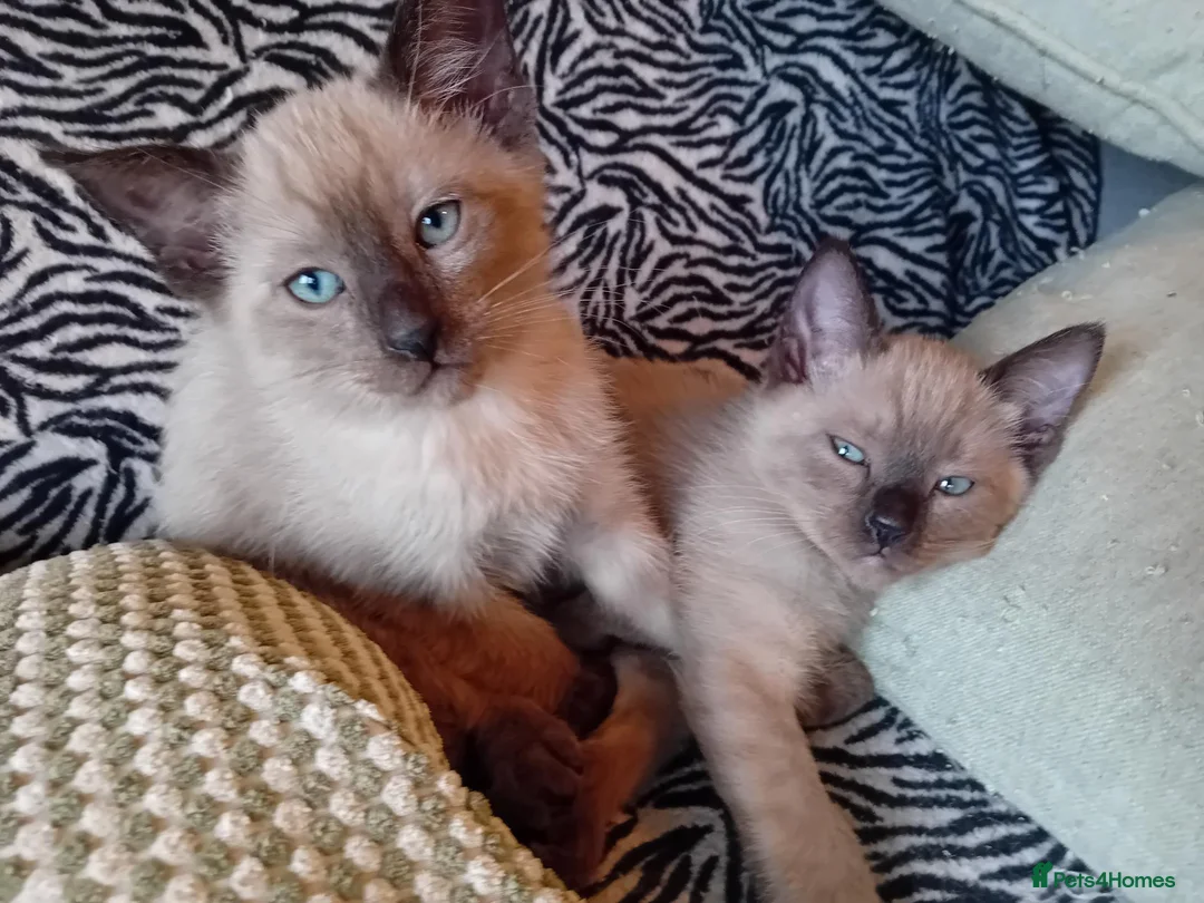 Mixed Breed cats for sale: Ragamise kittens - Advert 9