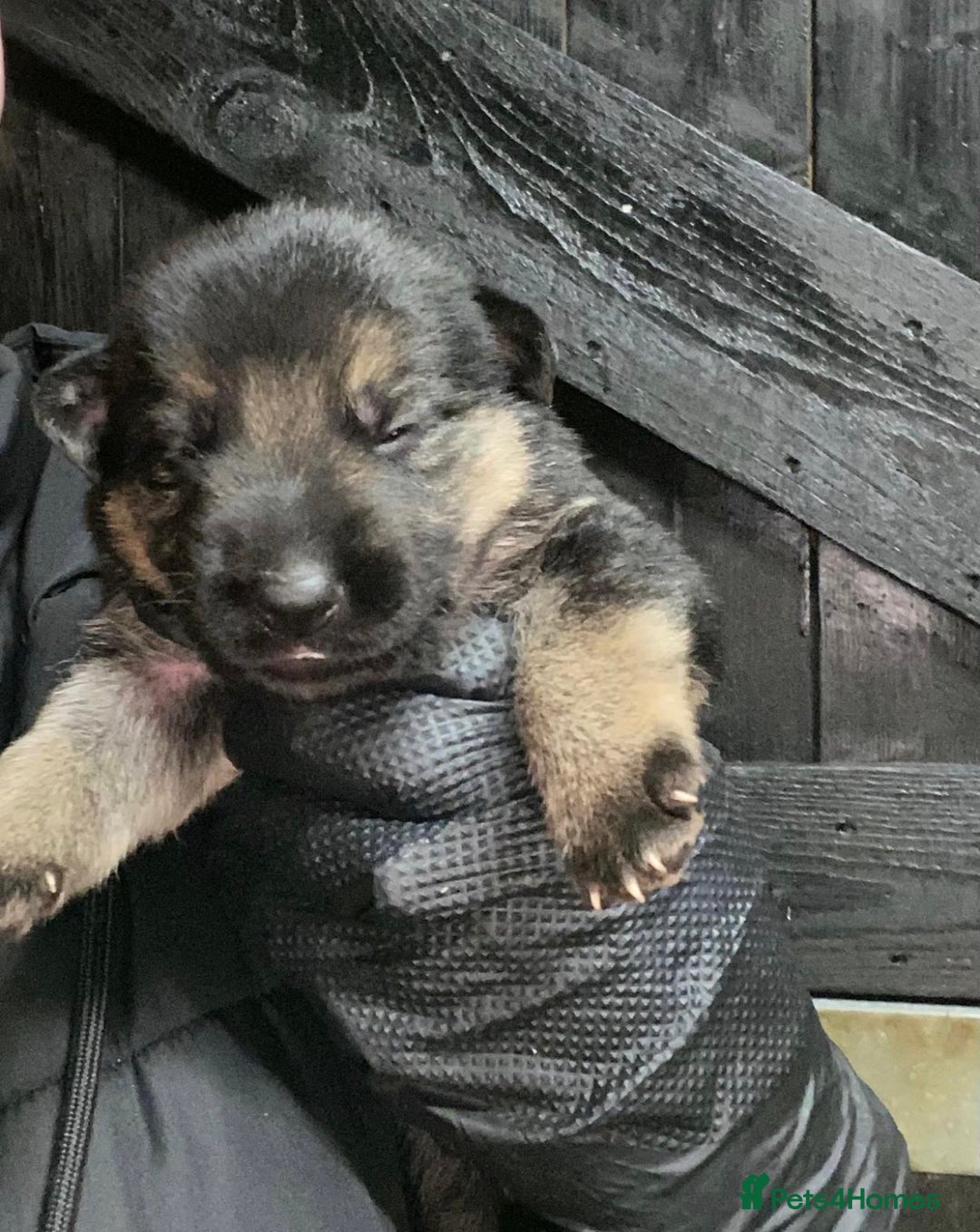 German Shepherd dogs for sale: 🐶 Straight back GSD Puppies 🐶  - Advert 11