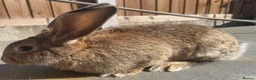 Continental Giant rabbits for sale: Giant ready to go now 12 weeks old  - Advert 13