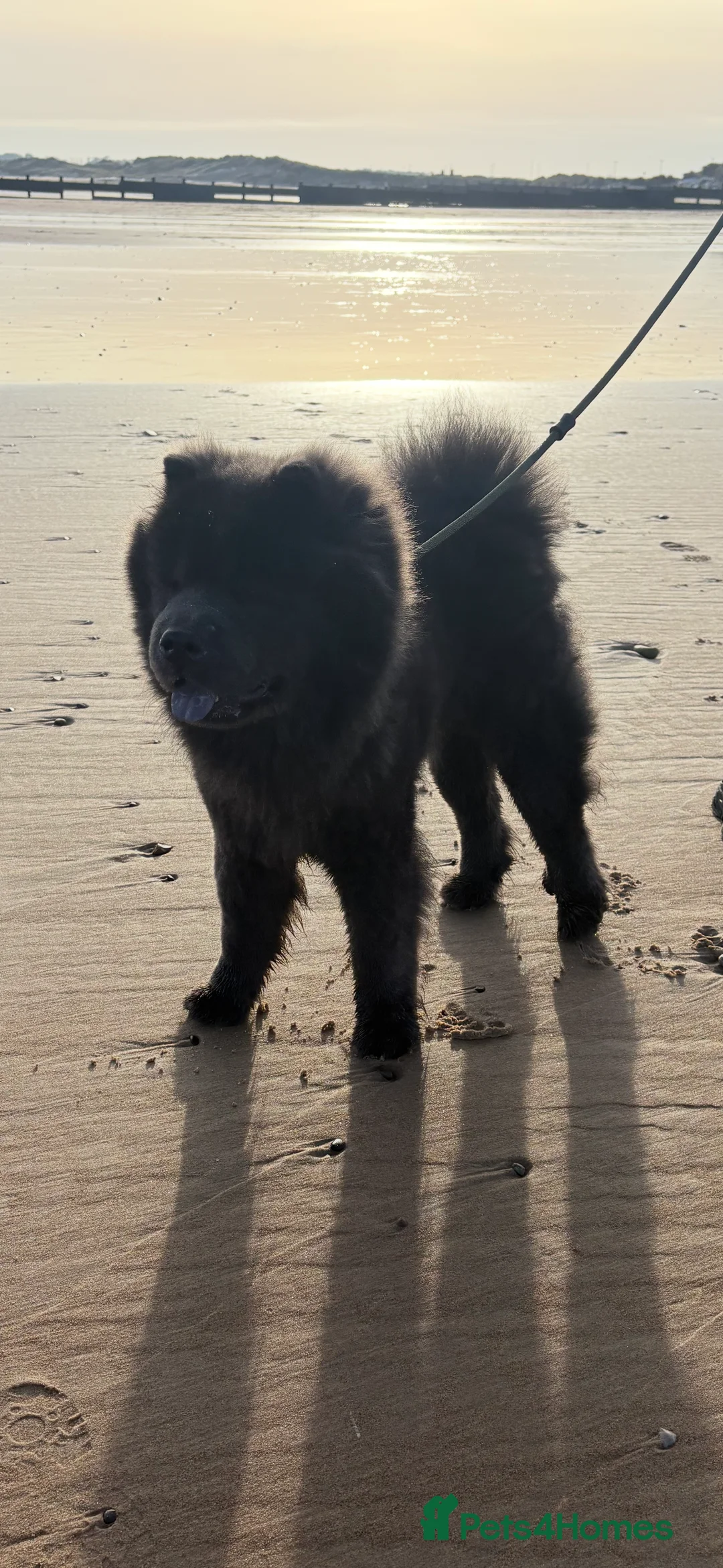 Chow Chow dogs for stud: KC Blue Chow Chow  - Advert 1