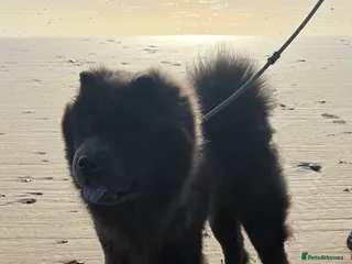 Chow Chow dogs KC Blue Chow Chow - Advert 1