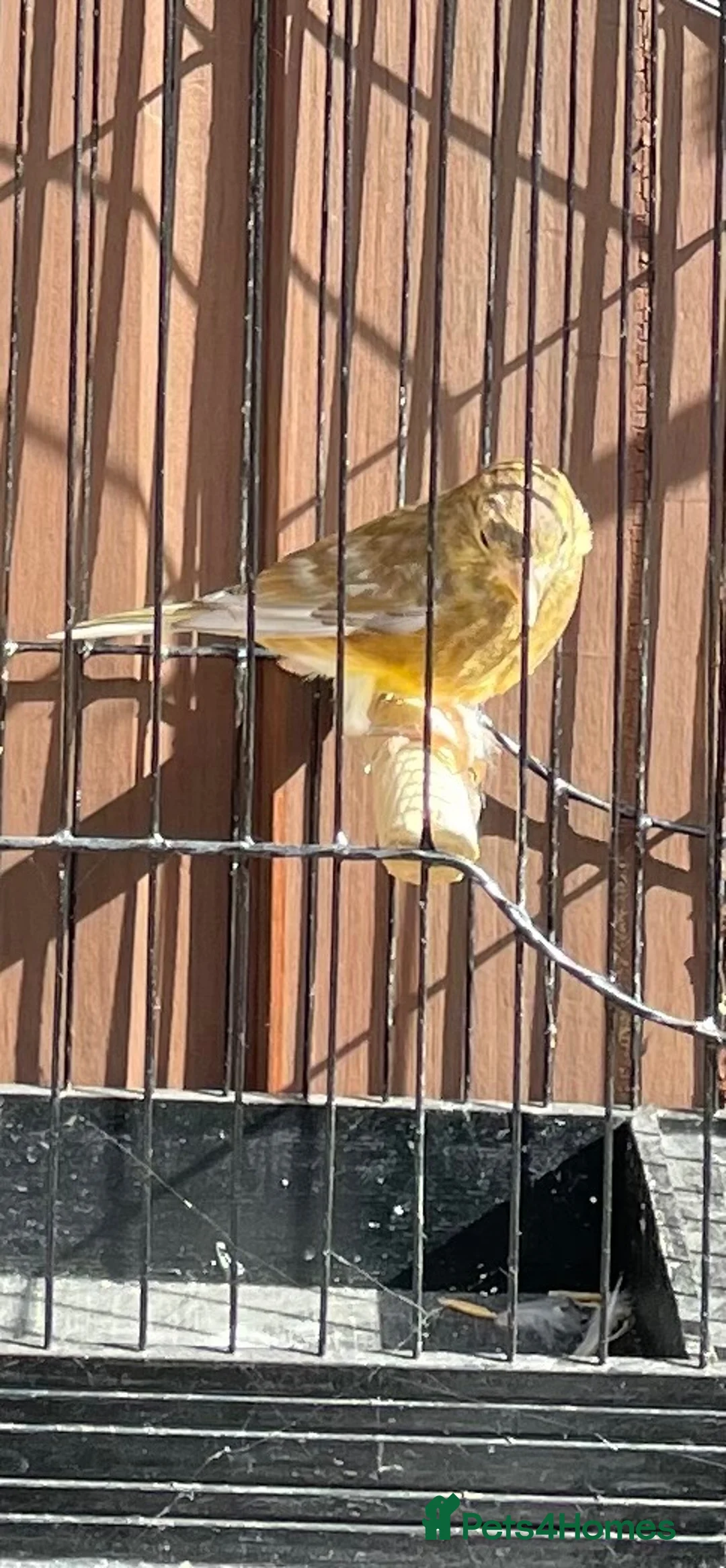 Finches birds for sale: Jaspa linnet mules in Hemel Hempstead - Advert 2
