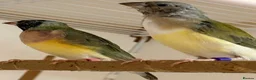 Finches birds for sale: Female Gouildian finches available young  - Advert 4