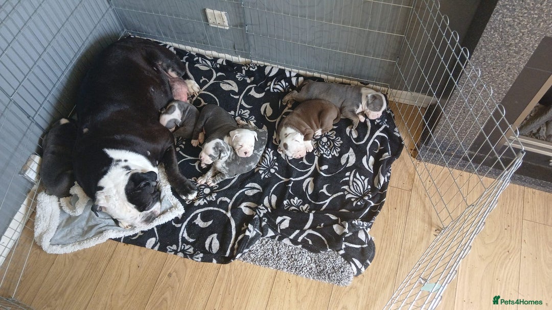 Olde English Bulldogge dogs for sale: English bulldogs  - Image 15