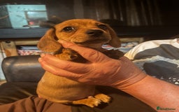 Chiweenie dogs for sale: Beautiful dachshund/ chihuahua puppies  - Image 10