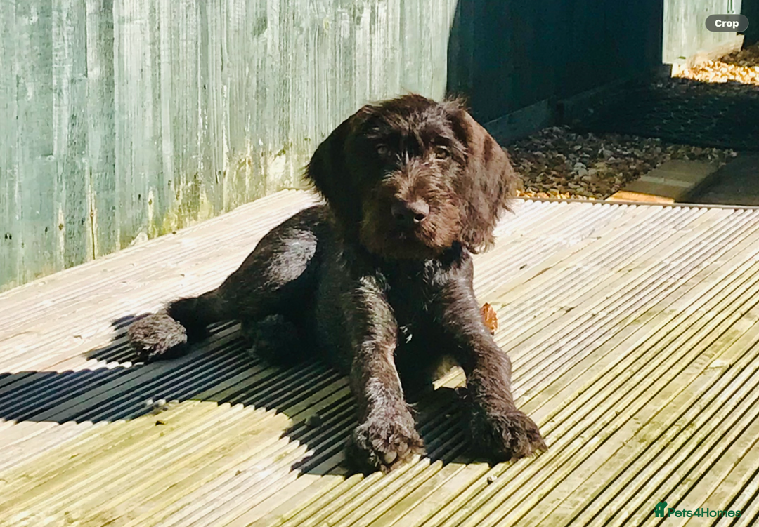 German Wirehaired Pointer dogs for sale: German Wirehaired Pointer - Advert 1