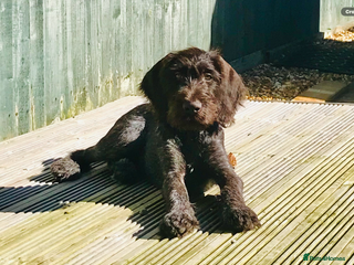German Wirehaired Pointer dogs German Wirehaired Pointer - Advert 1