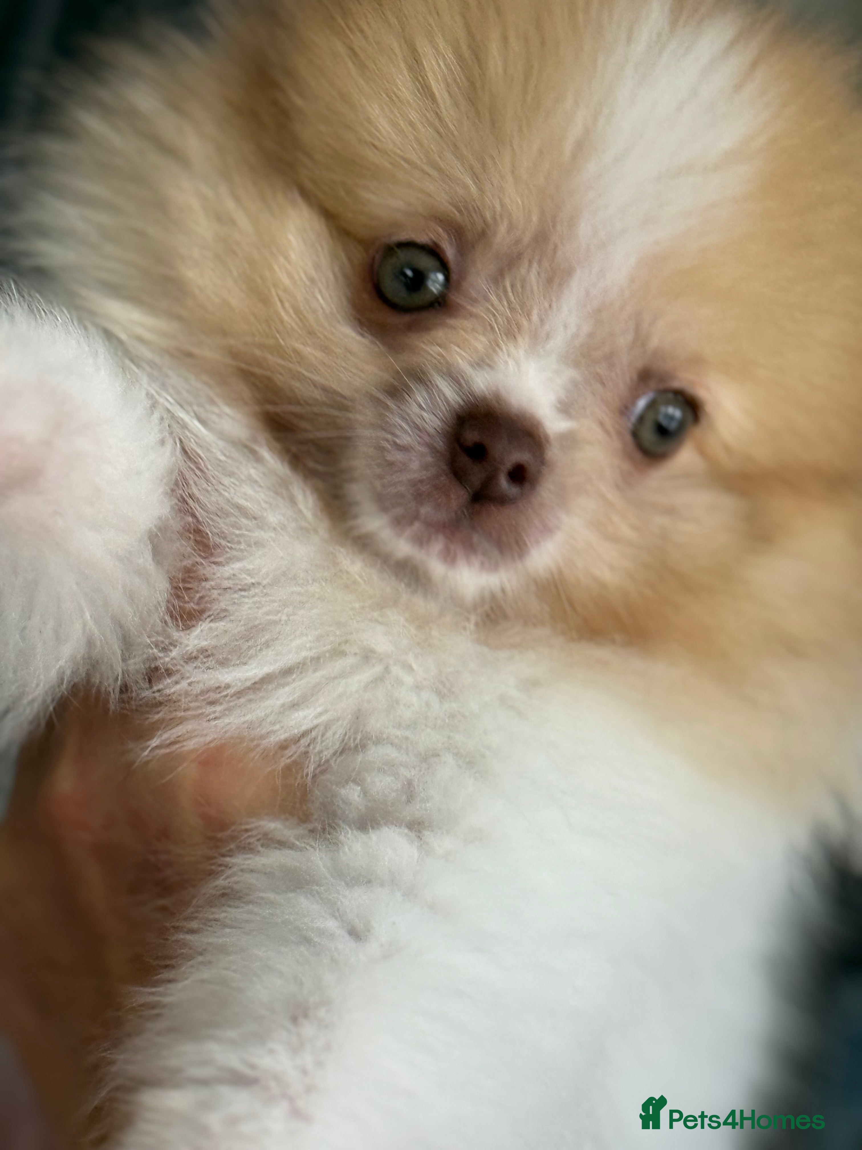 Pomeranian dogs chocolate sable party Merle boy - Advert 1