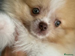 Pomeranian dogs chocolate sable party Merle boy - Advert 4