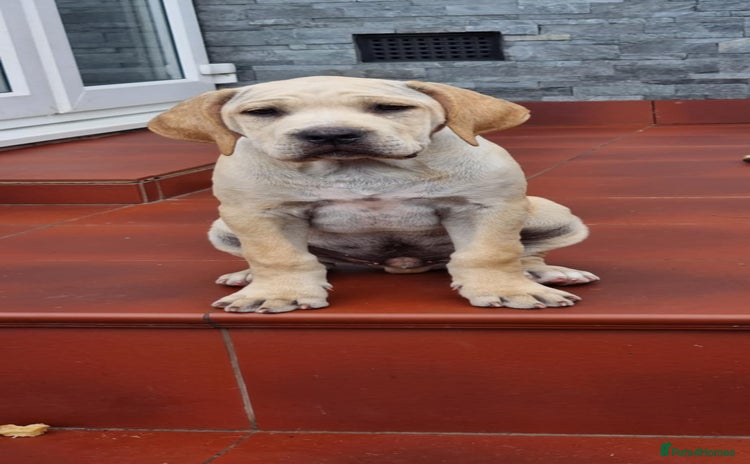 Mixed Breed dogs - Advert 2
