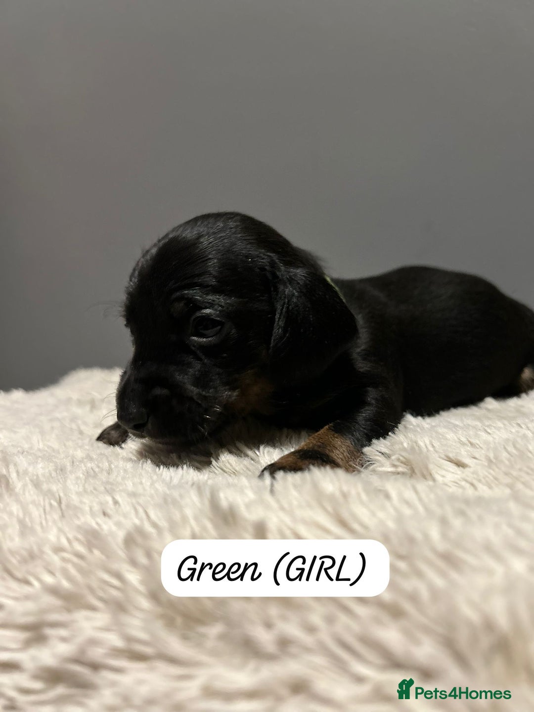 Miniature Dachshund dogs for sale: Miniature dachshund  - Advert 9