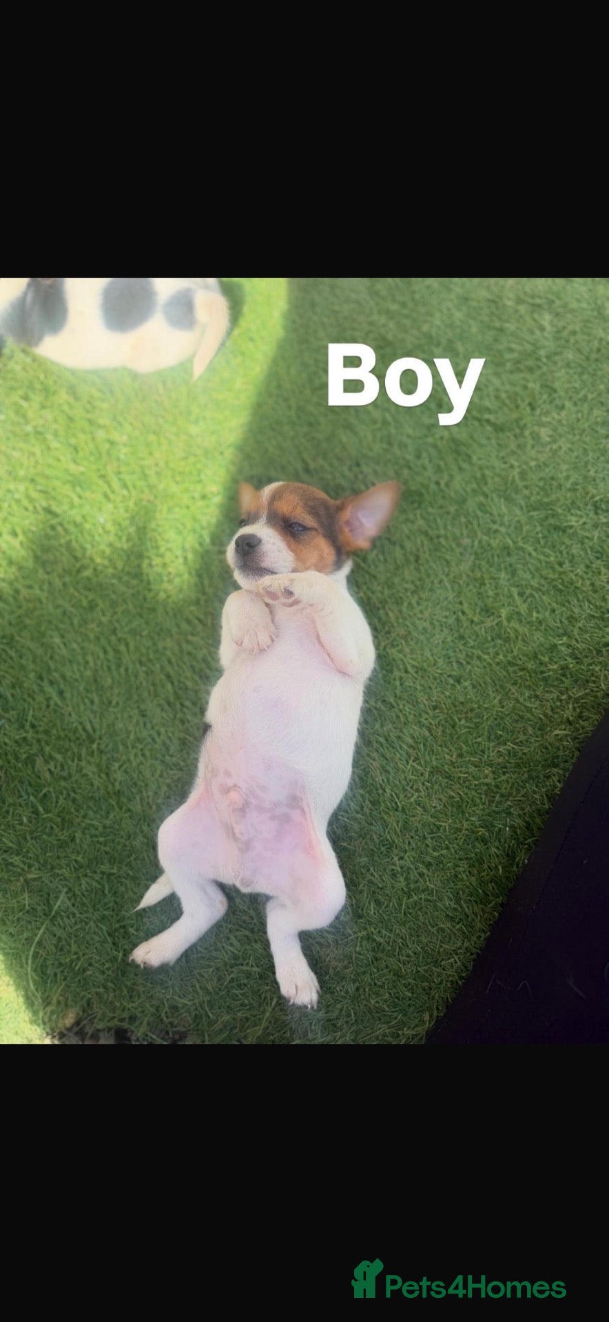 Jack Russell dogs 4 beautiful jack Russell’s  - Advert 1
