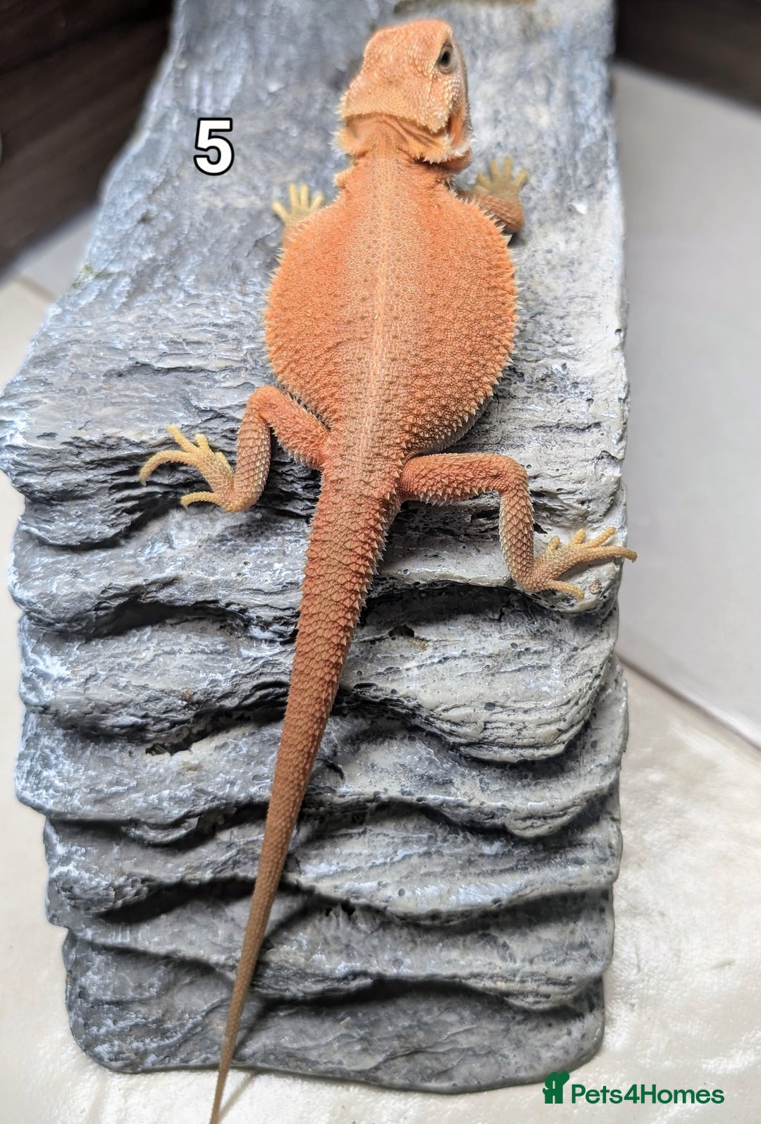 Bearded Dragon reptiles for sale: Witblits Bearded Dragon Babies ready now  - Image 15