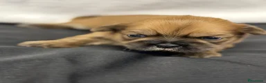 Shih Tzu 2 girl 