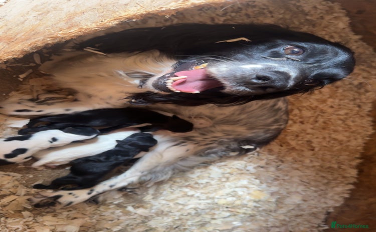 Sprocker dogs - Advert 3