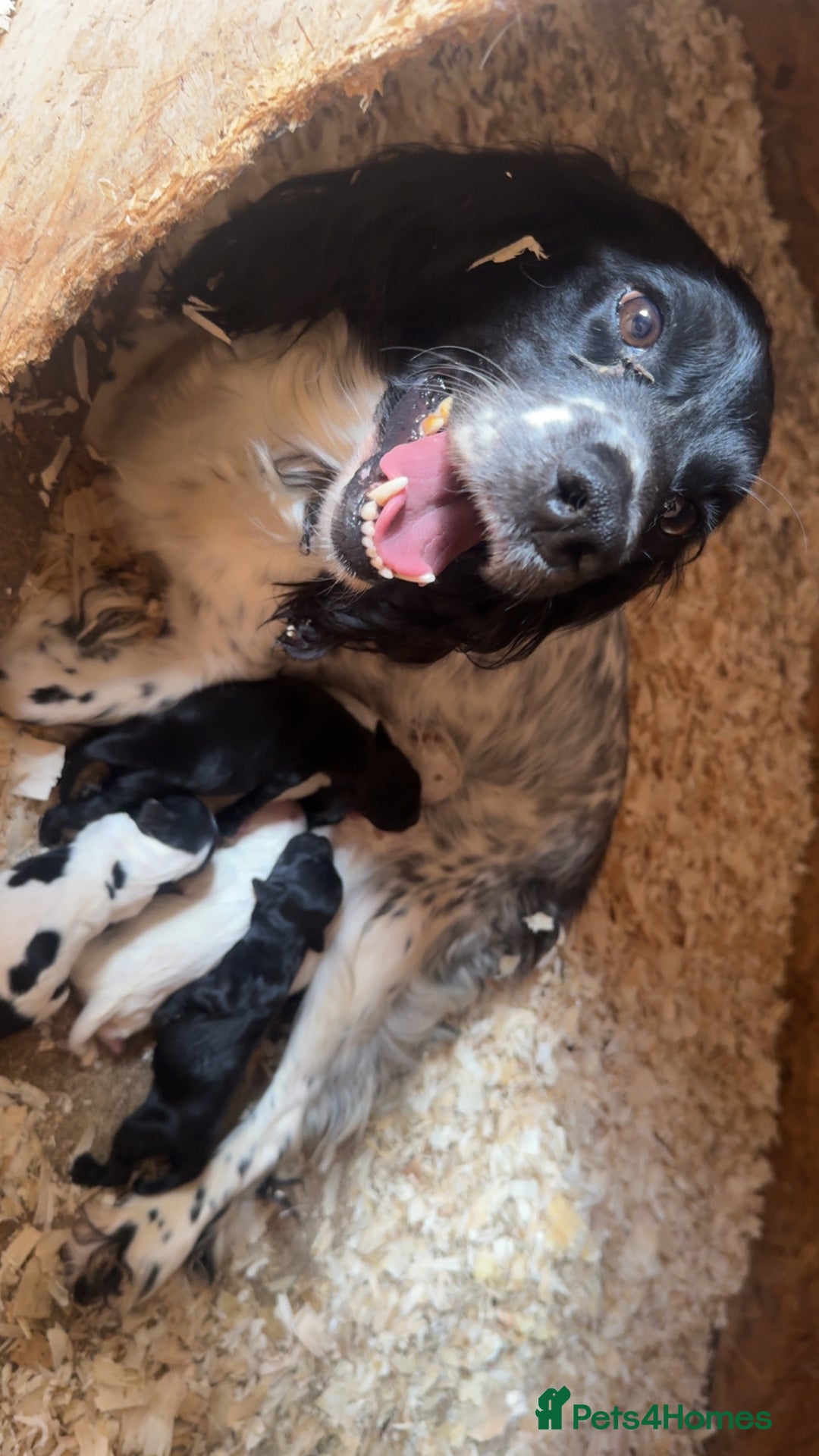 Sprocker dogs for sale: Working Sprocker puppies *3 girls left* - Image 1