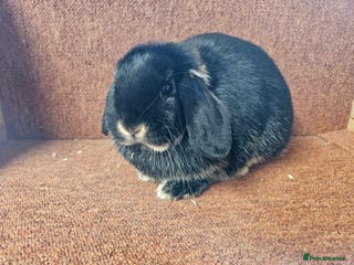 Mixed Breed rabbits Lop Does Lovely Temperaments. Vaccinated - Advert 4