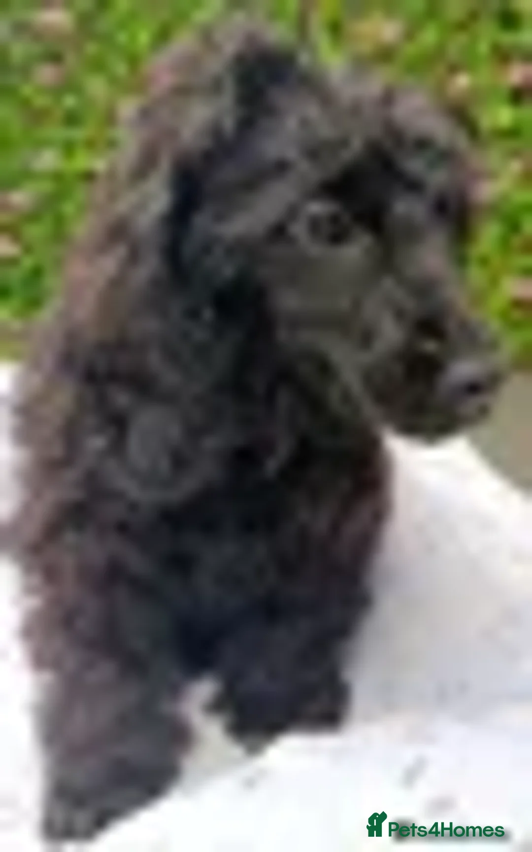Mixed Breed dogs for sale: F1 CAVAPOO FULLY VACCINATED  - Advert 6