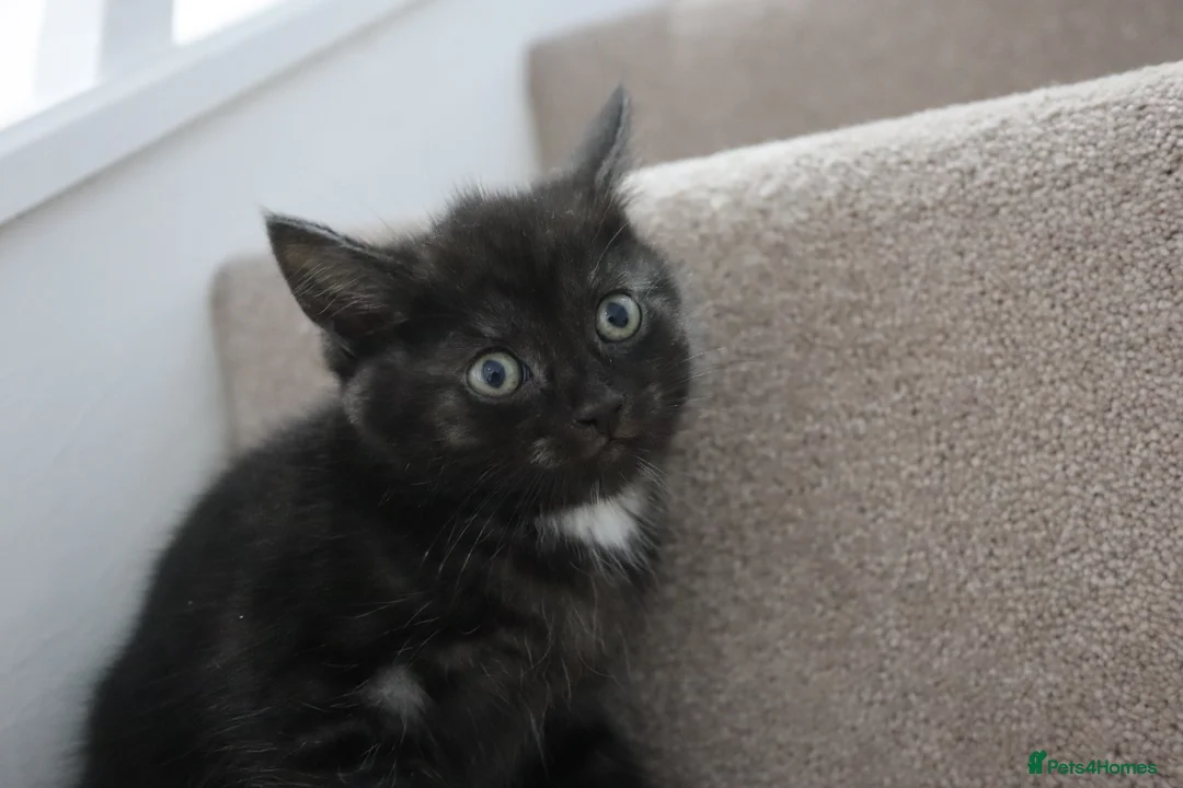 Domestic Shorthair cats for sale: Four beautiful kittens remaining - Advert 11