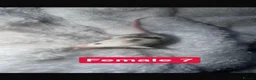 Mouse rodents for sale: Baby mice  - Advert 30