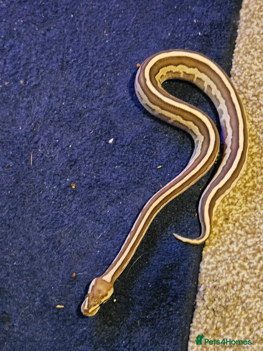 Python Snake reptiles for sale: 8 month old female Lesser Leopard ball python  - Advert 5