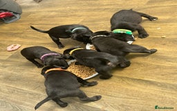 Patterdale Terrier dogs for sale: 7 beautiful Patterdale pups - Image 5