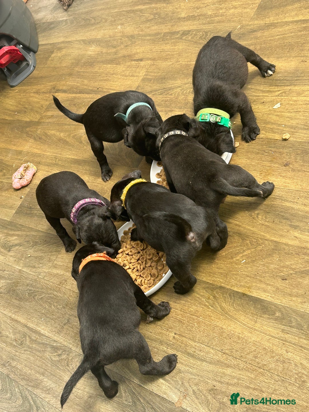 Patterdale Terrier dogs for sale: 7 beautiful Patterdale pups - Image 5