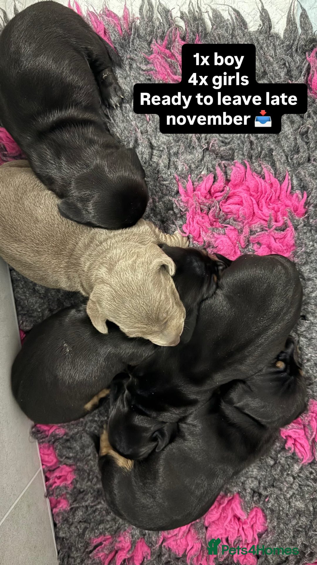 Miniature Dachshund dogs for sale: Miniature Dachshund puppy’s for sale  - Image 1