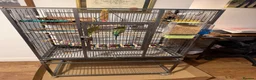Budgerigars birds for sale: 2 x buggies & cage with accessories  - Advert 3