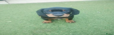 Cockerdor 3
