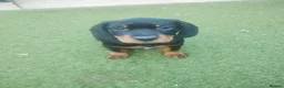 Cockerdor dogs for sale: Stunning, Healthy Puppies, Ready Now. - Advert 2