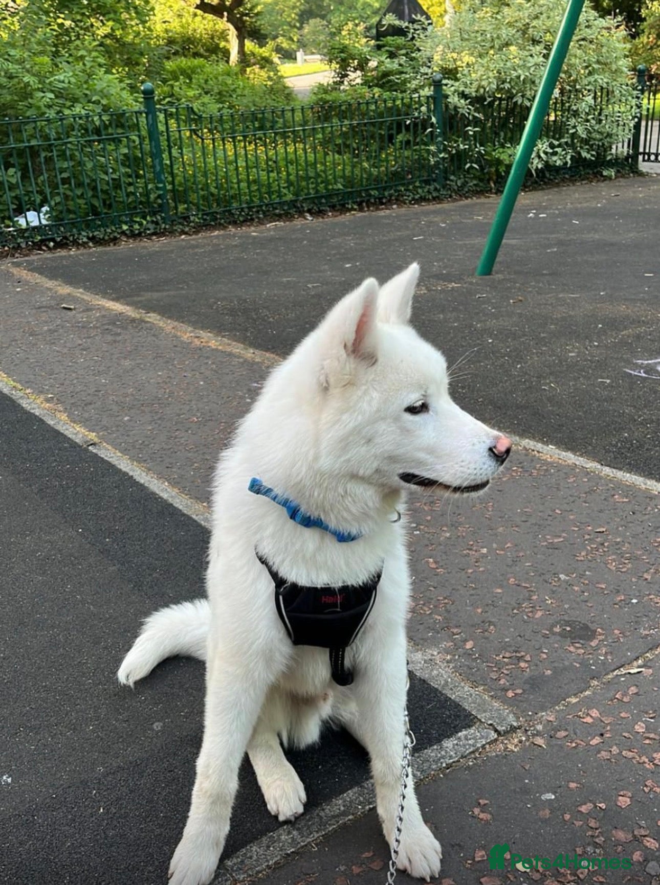 Akita dogs for sale: American Akita  in Rochdale - Advert 2