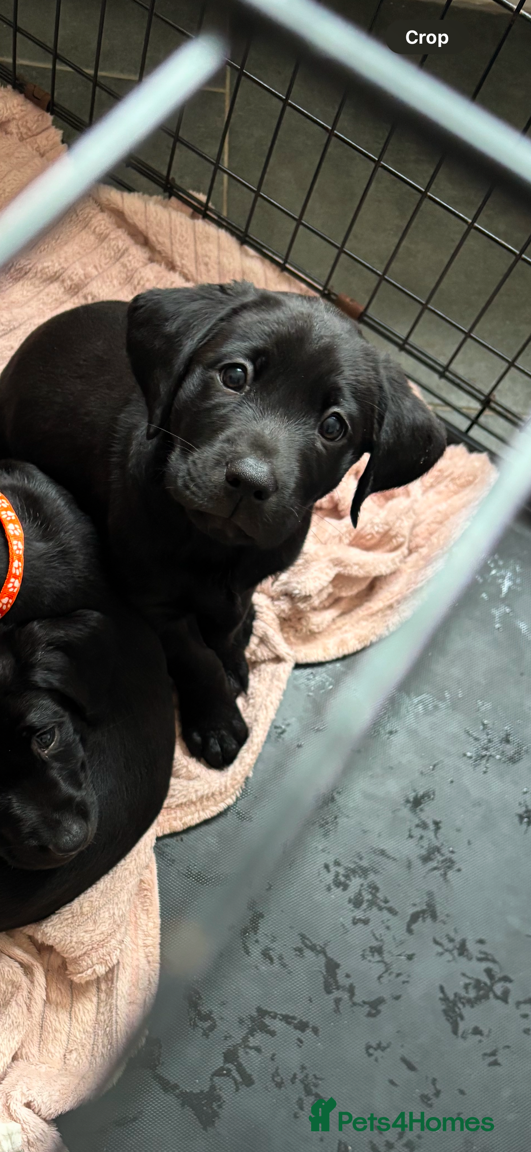Labrador Retriever dogs for sale: Black lab 1 girl remaining reduced not 2 be missed - Image 9
