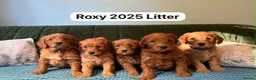 Mixed Breed dogs for sale: Mini Red Double Doodles  - Advert 3